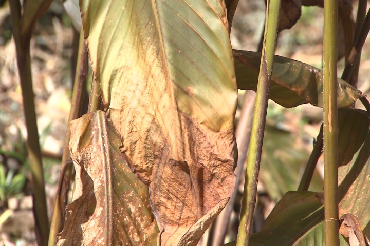 Care for your freeze-damaged tropicals